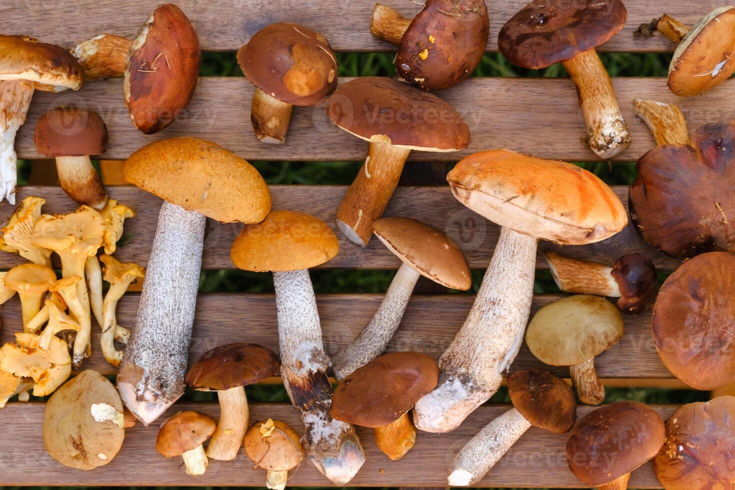 There are a lot of wild mushrooms on the table , aspen and blackberries . Mushrooms in the forest. Mushroom picking photo
