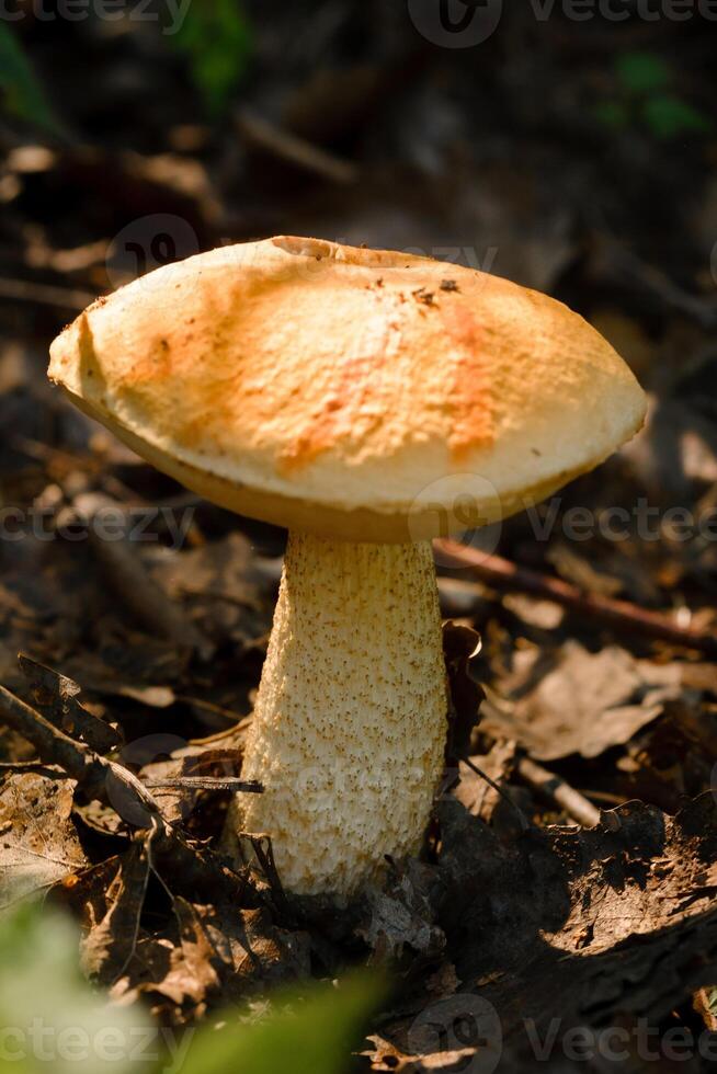 An edible aspen mushroom growing in the forest. Mushrooms in the forest. Mushroom picking photo