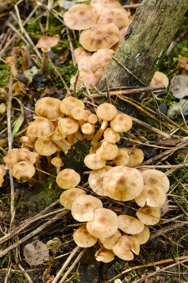 Forest edible mushrooms, honey mushrooms, grow in the forest on an old tree photo