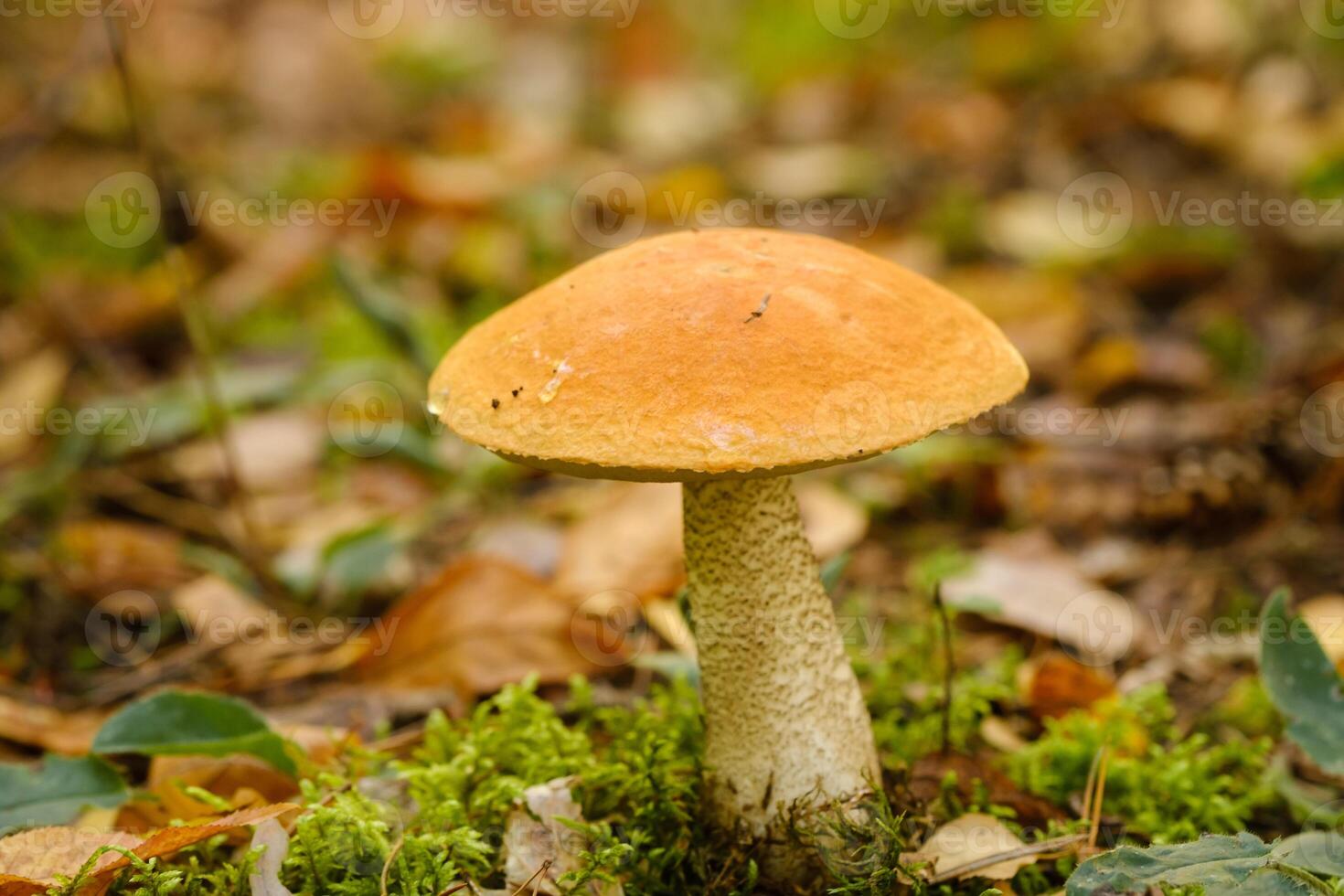 A large aspen mushroom with an orange cap grows in the autumn forest. Mushrooms in the forest. Mushroom picking photo