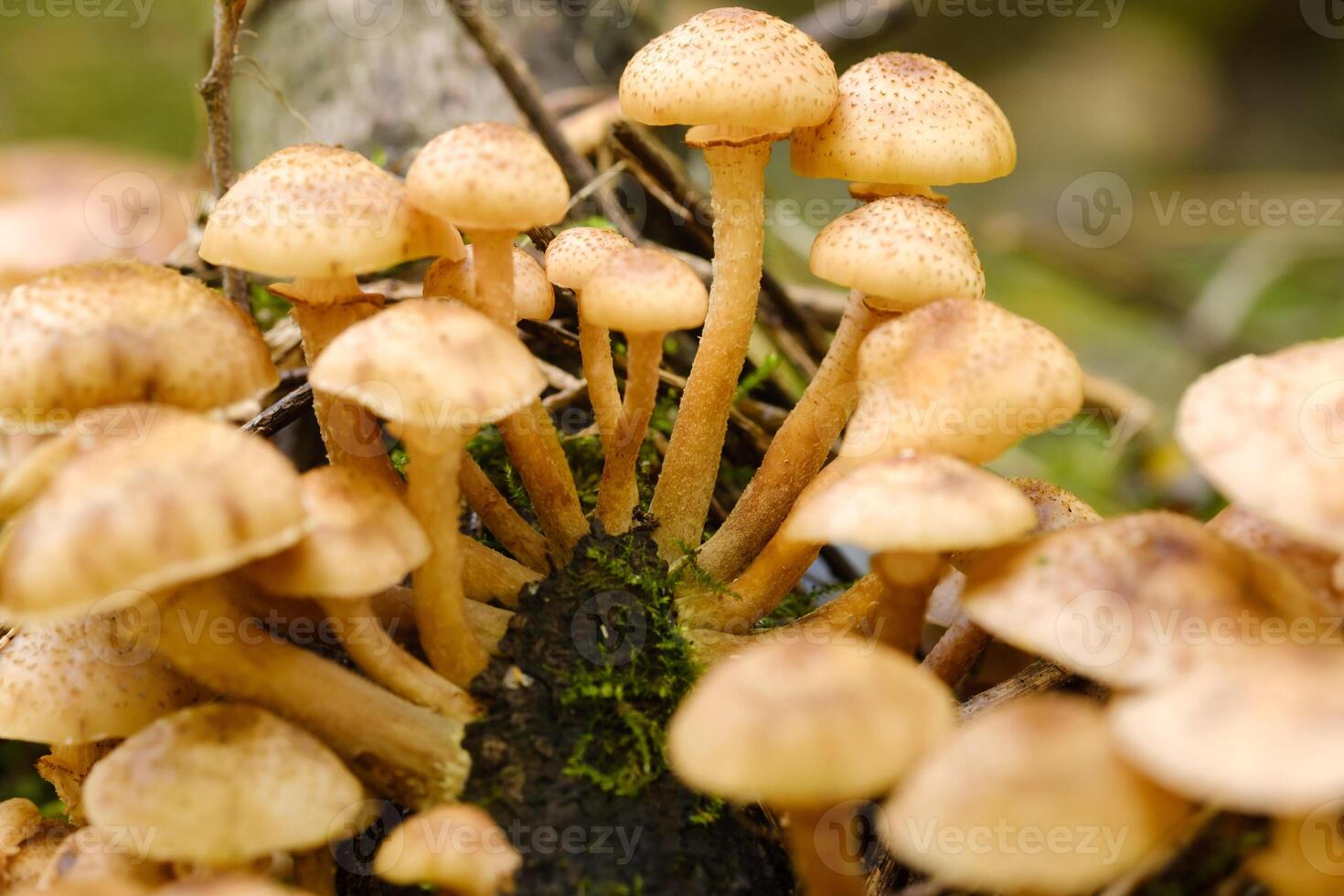 Forest edible mushrooms, honey mushrooms, grow in the forest on an old tree photo