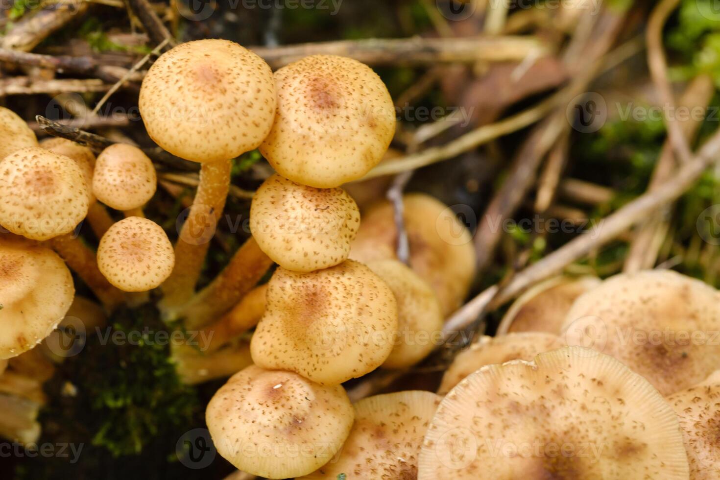 Forest edible mushrooms, honey mushrooms, grow in the forest on an old tree photo