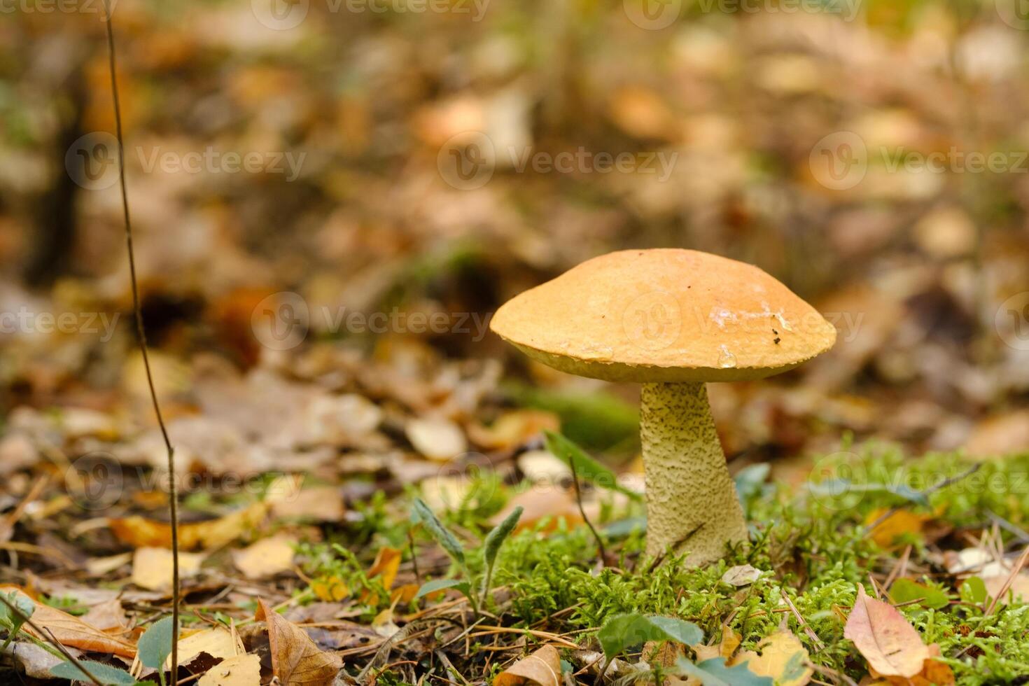 A large aspen mushroom with an orange cap grows in the autumn forest. Mushrooms in the forest. Mushroom picking photo
