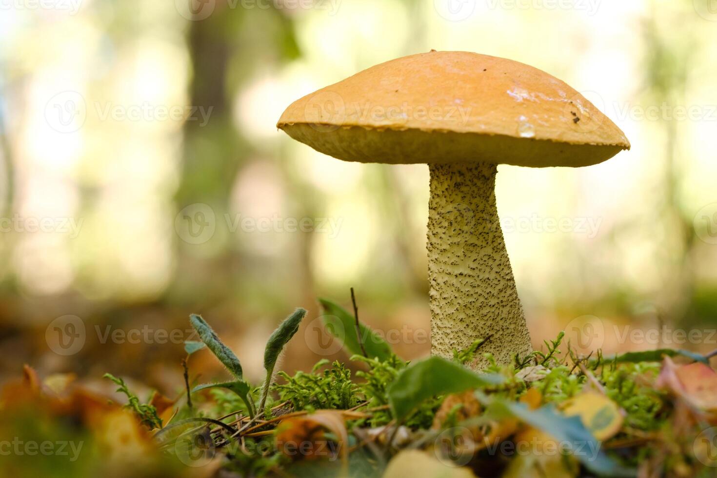 A large aspen mushroom with an orange cap grows in the autumn forest. Mushrooms in the forest. Mushroom picking photo