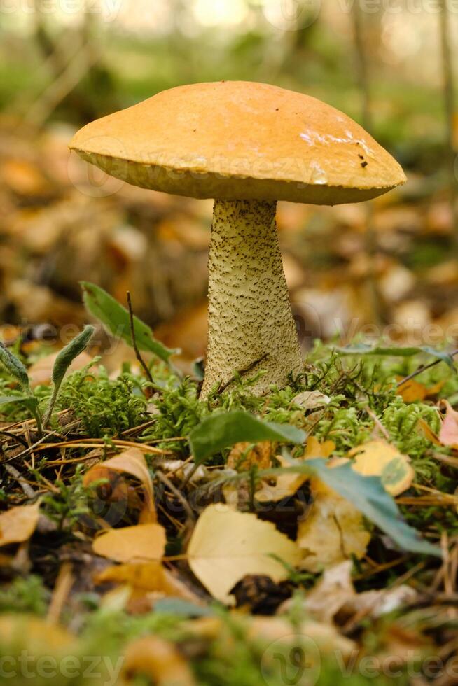 A large aspen mushroom with an orange cap grows in the autumn forest. Mushrooms in the forest. Mushroom picking photo