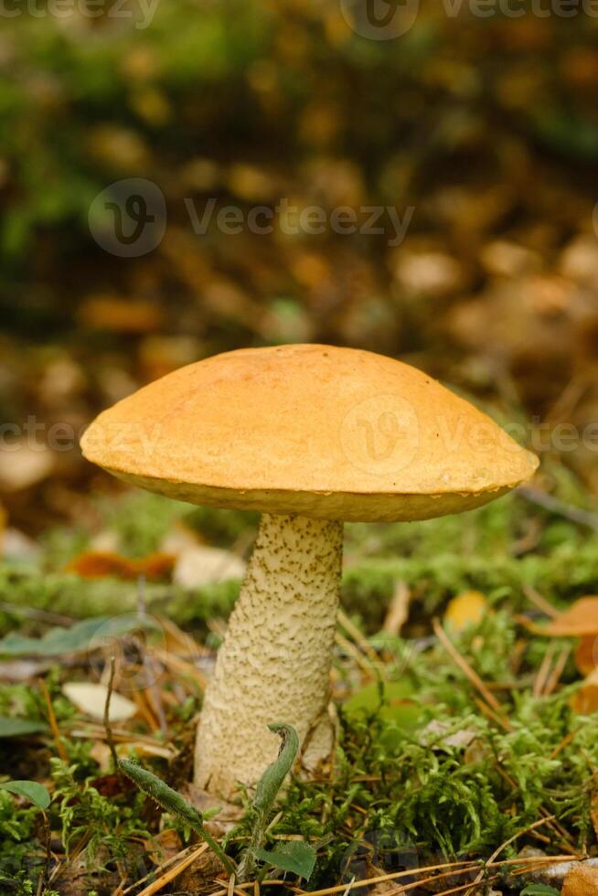 A large aspen mushroom with an orange cap grows in the autumn forest. Mushrooms in the forest. Mushroom picking photo