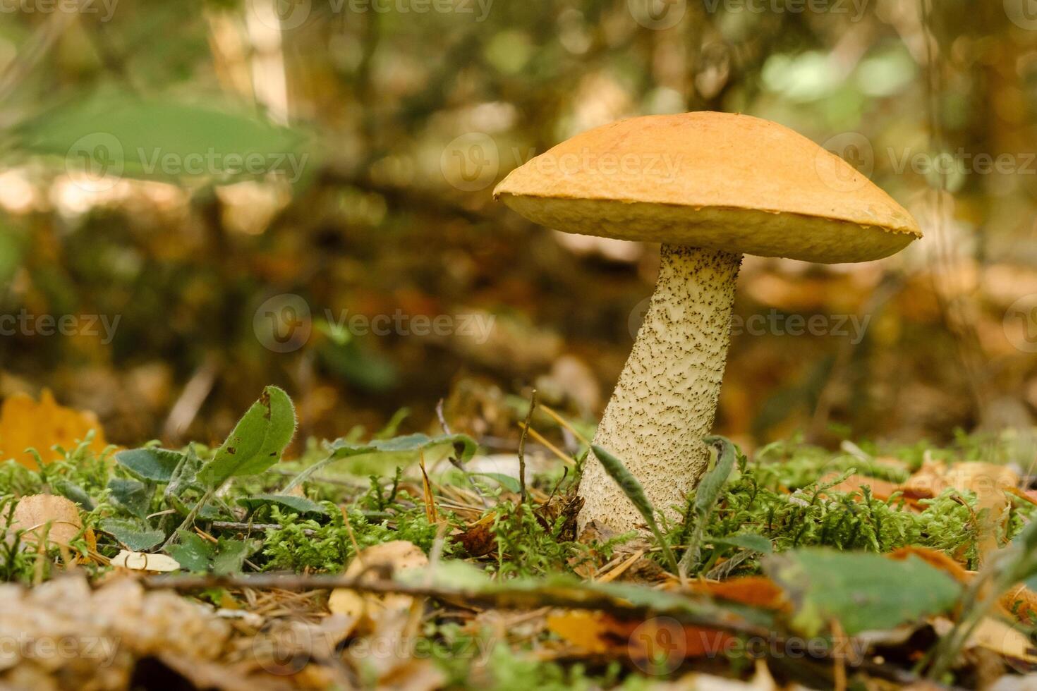 A large aspen mushroom with an orange cap grows in the autumn forest. Mushrooms in the forest. Mushroom picking photo