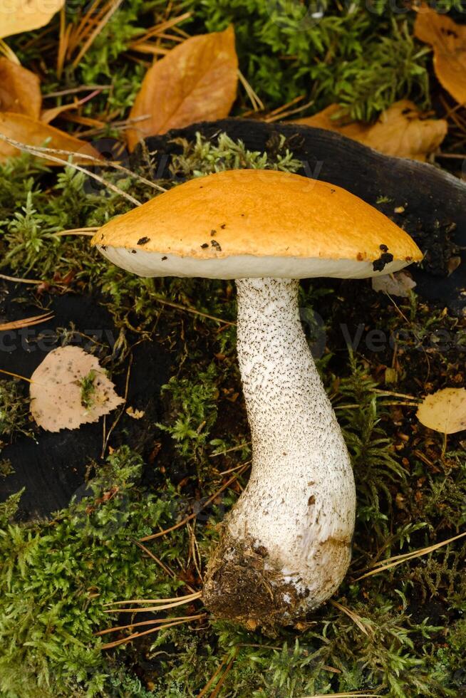 A large aspen mushroom with an orange cap grows in the autumn forest. Mushrooms in the forest. Mushroom picking photo
