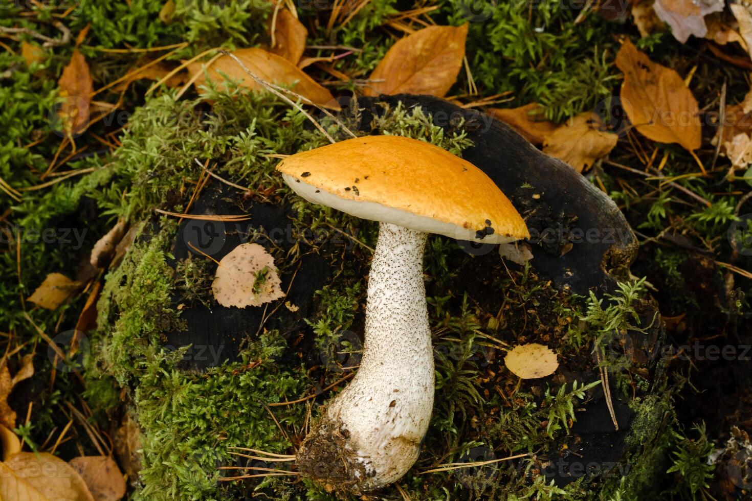 A large aspen mushroom with an orange cap grows in the autumn forest. Mushrooms in the forest. Mushroom picking photo