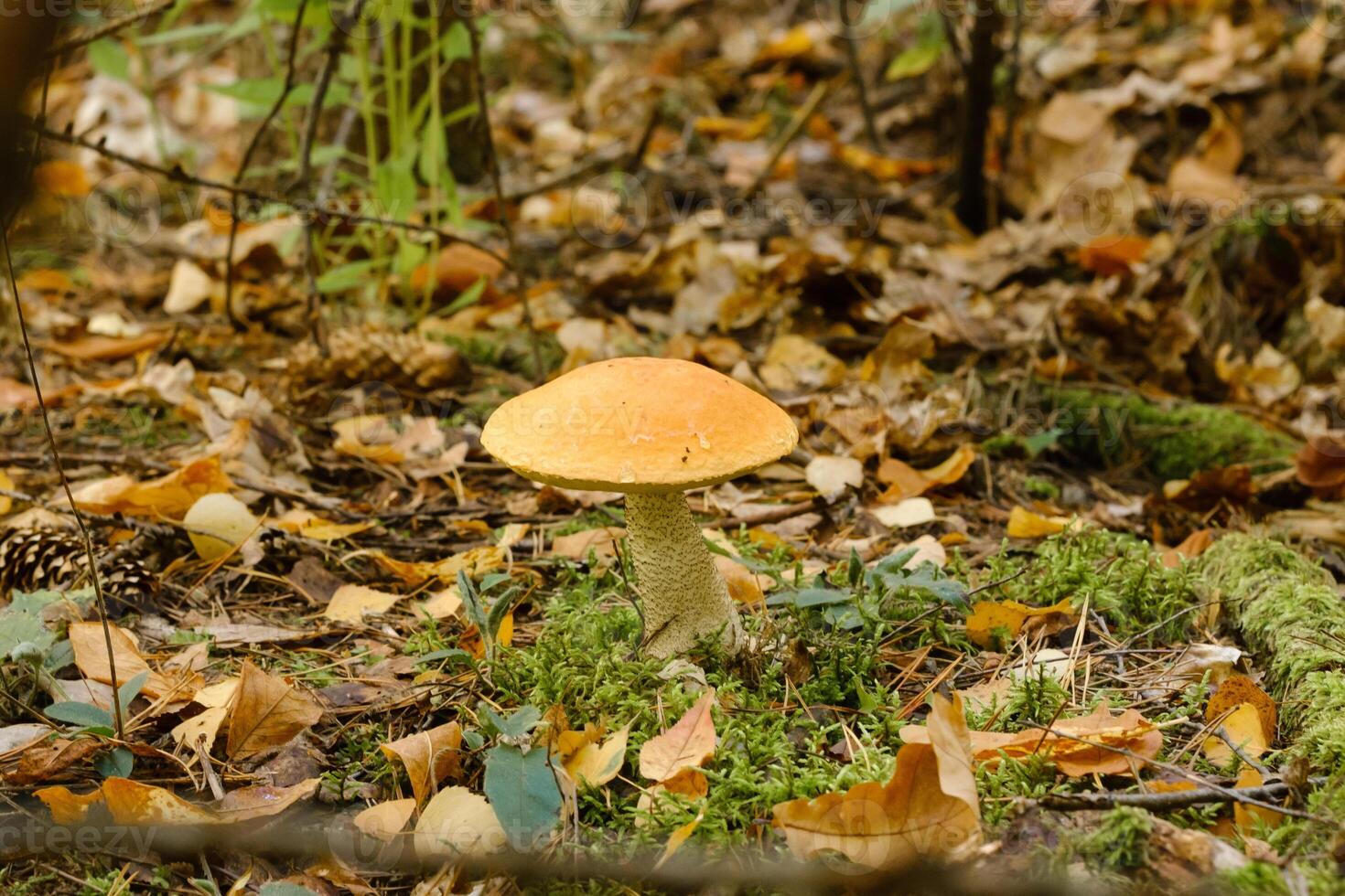 A large aspen mushroom with an orange cap grows in the autumn forest. Mushrooms in the forest. Mushroom picking photo