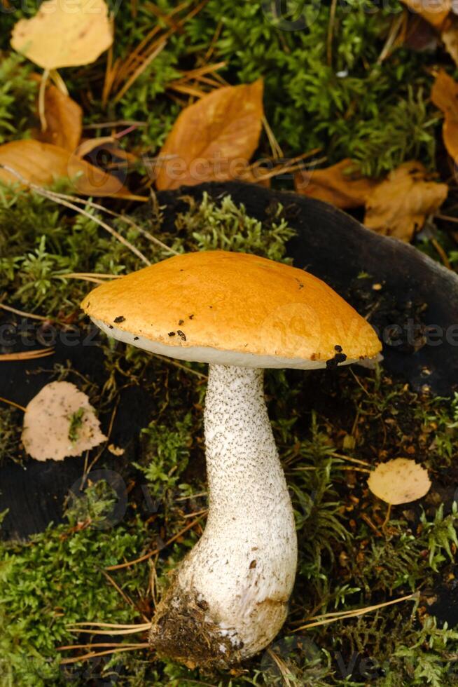 A large aspen mushroom with an orange cap grows in the autumn forest. Mushrooms in the forest. Mushroom picking photo