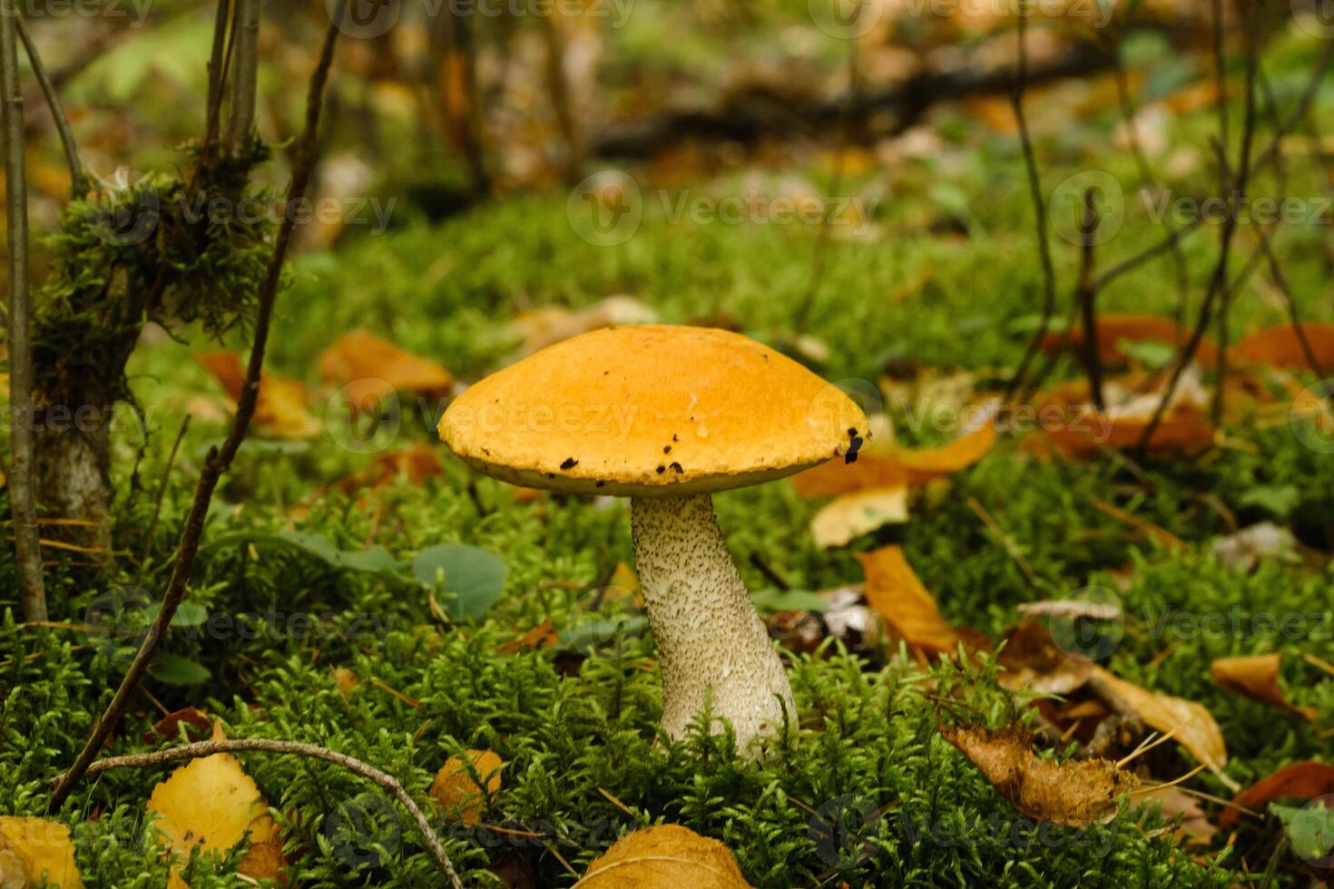A large aspen mushroom with an orange cap grows in the autumn forest. Mushrooms in the forest. Mushroom picking photo