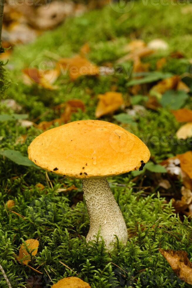 A large aspen mushroom with an orange cap grows in the autumn forest. Mushrooms in the forest. Mushroom picking photo
