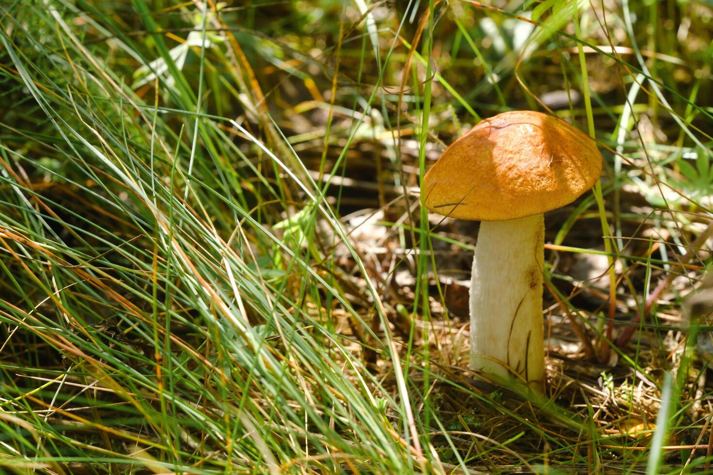 An edible aspen mushroom growing in the forest. Mushrooms in the forest. Mushroom picking photo