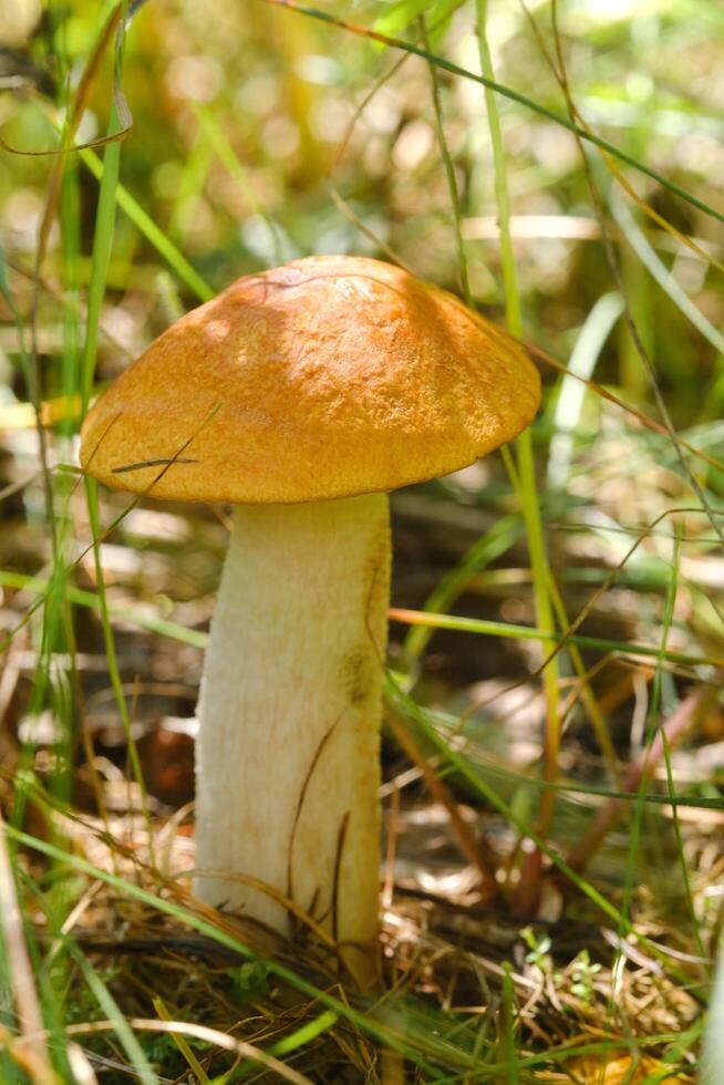 An edible aspen mushroom growing in the forest. Mushrooms in the forest. Mushroom picking photo