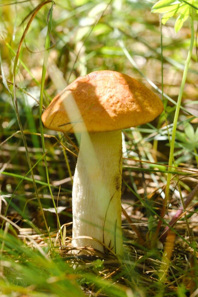An edible aspen mushroom growing in the forest. Mushrooms in the forest. Mushroom picking photo