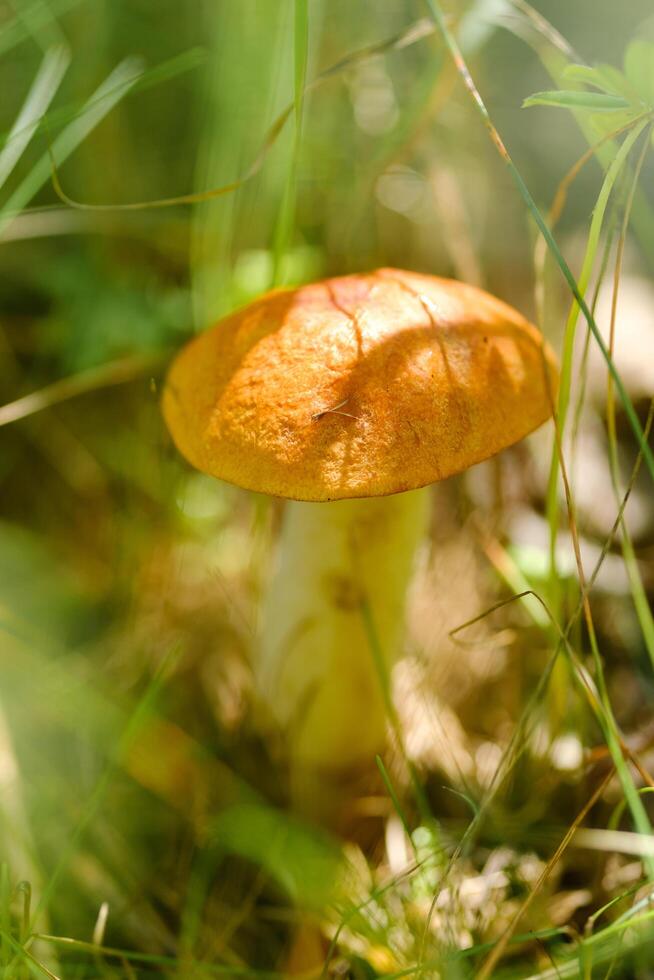 An edible aspen mushroom growing in the forest. Mushrooms in the forest. Mushroom picking photo