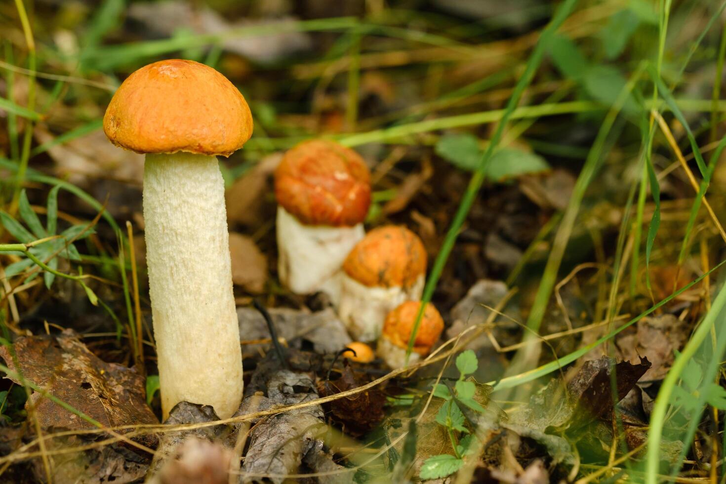 There are a lot of wild aspen mushrooms growing in the forest. Mushrooms in the forest. Mushroom picking photo