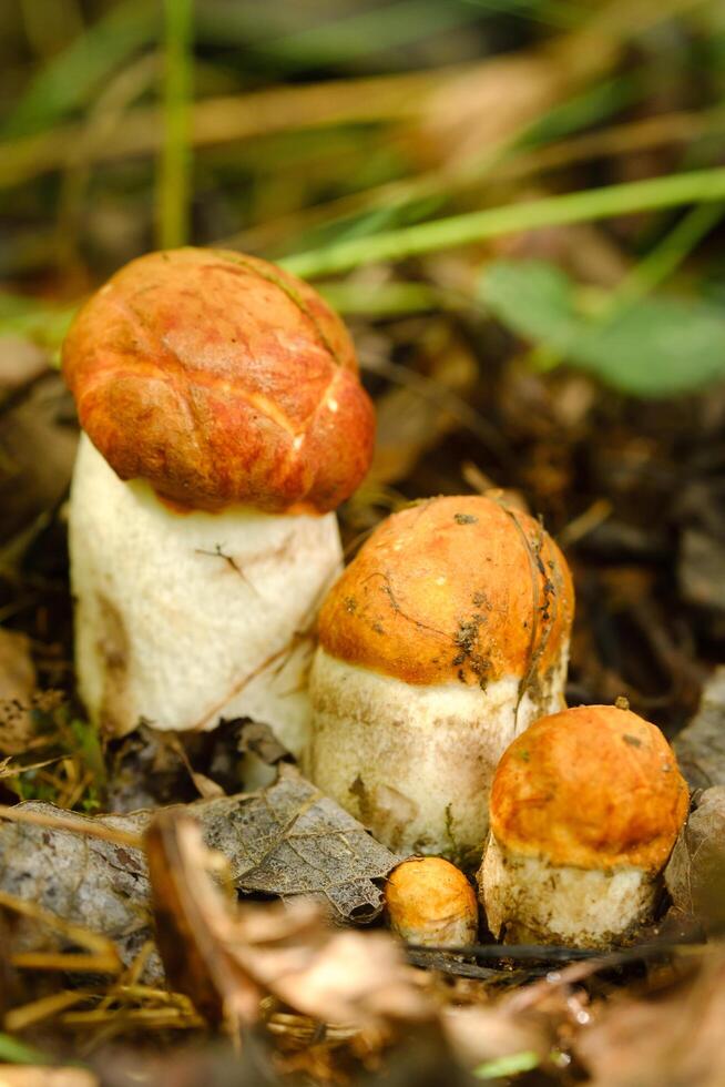 There are a lot of wild aspen mushrooms growing in the forest. Mushrooms in the forest. Mushroom picking photo