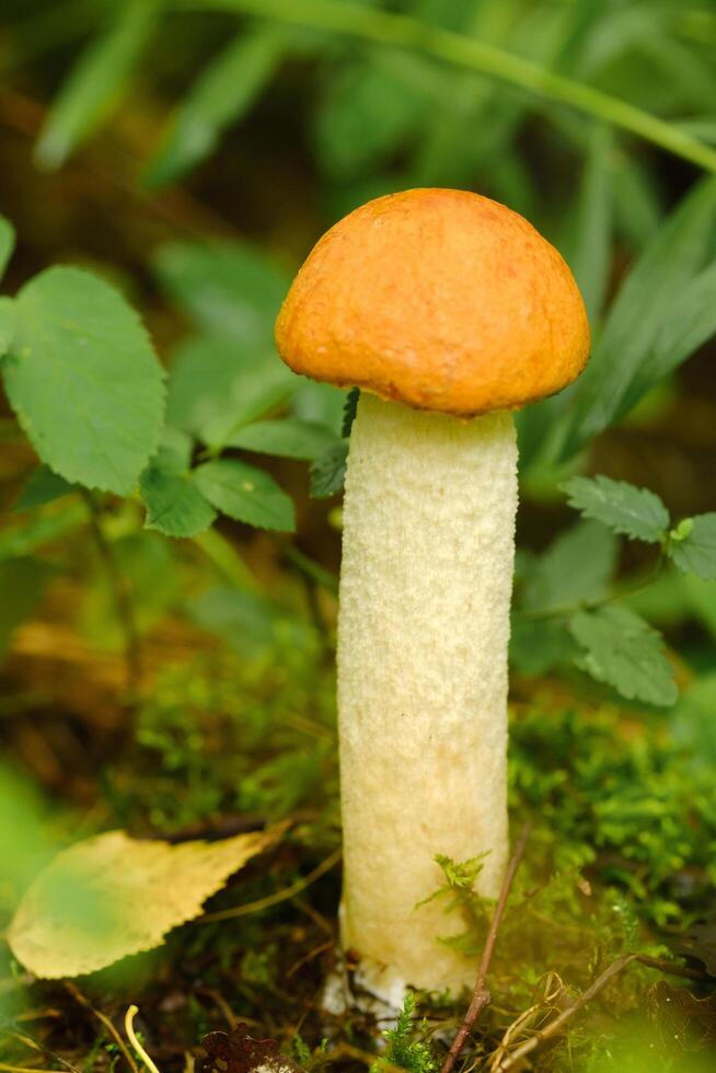 An edible aspen mushroom growing in the forest. Mushrooms in the forest. Mushroom picking photo