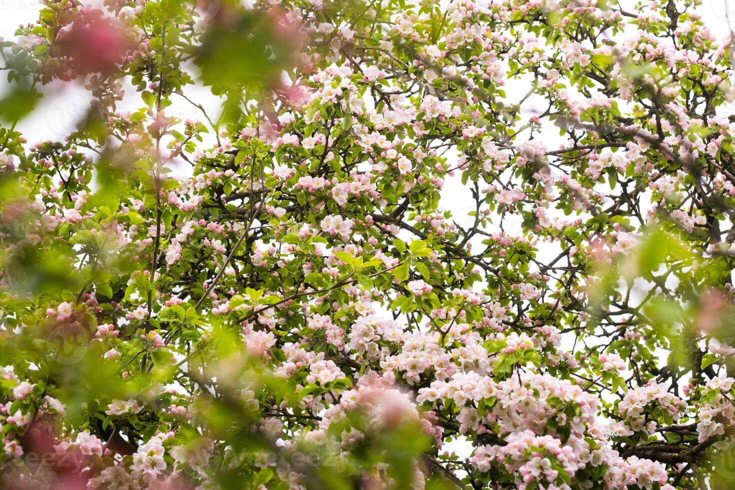 Blooming apple tree in spring after rain photo