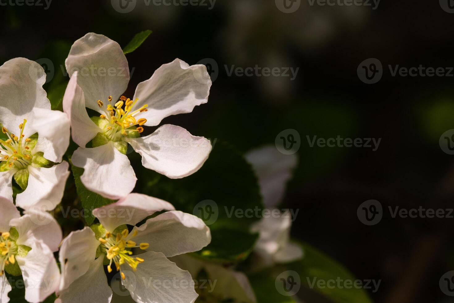 Background of apple tree branches with pink flowers on a sunny day photo