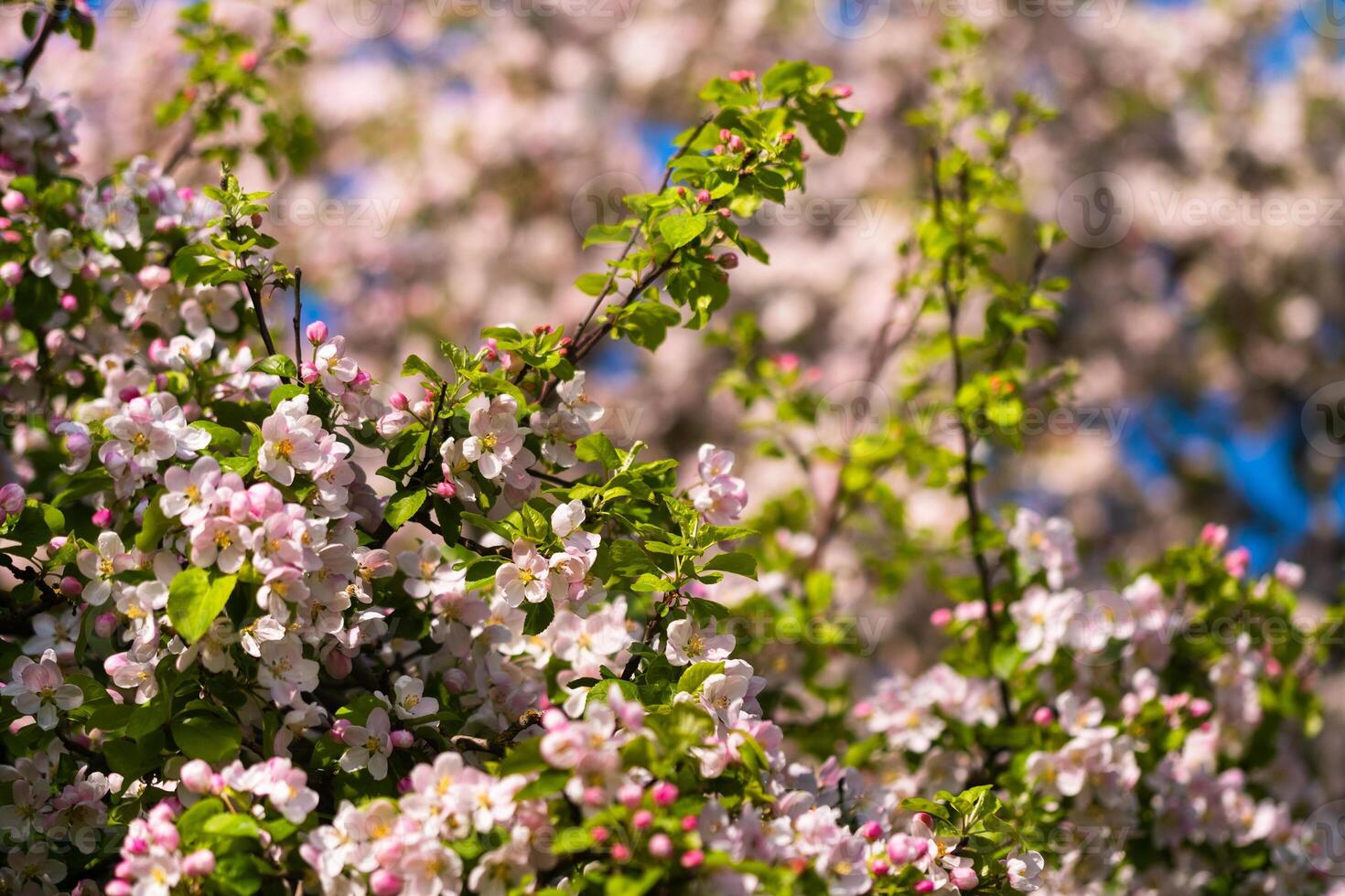 Background of apple tree branches with pink flowers on a blue sky background photo