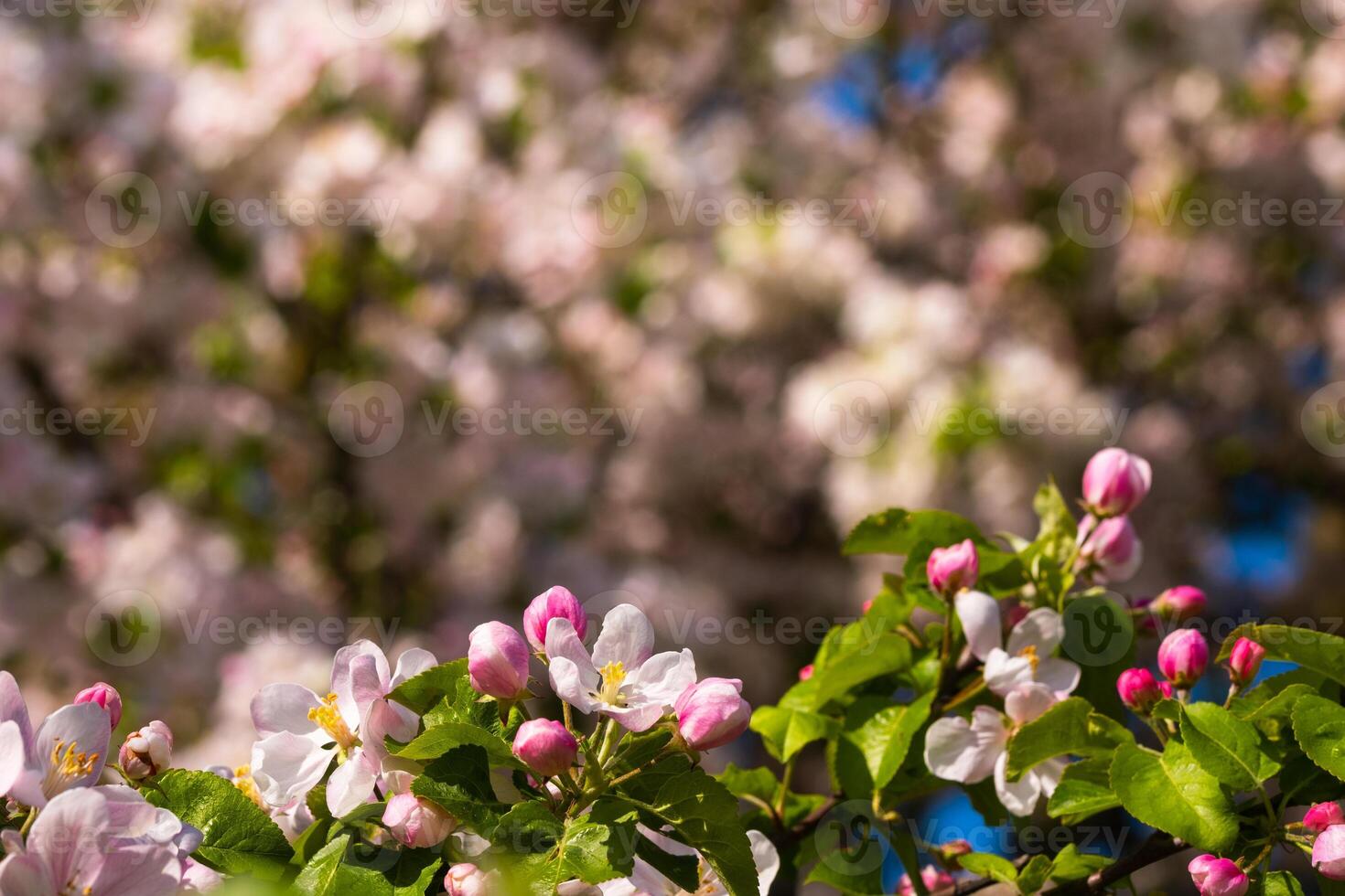 Background of apple tree branches with pink flowers on a blue sky background photo