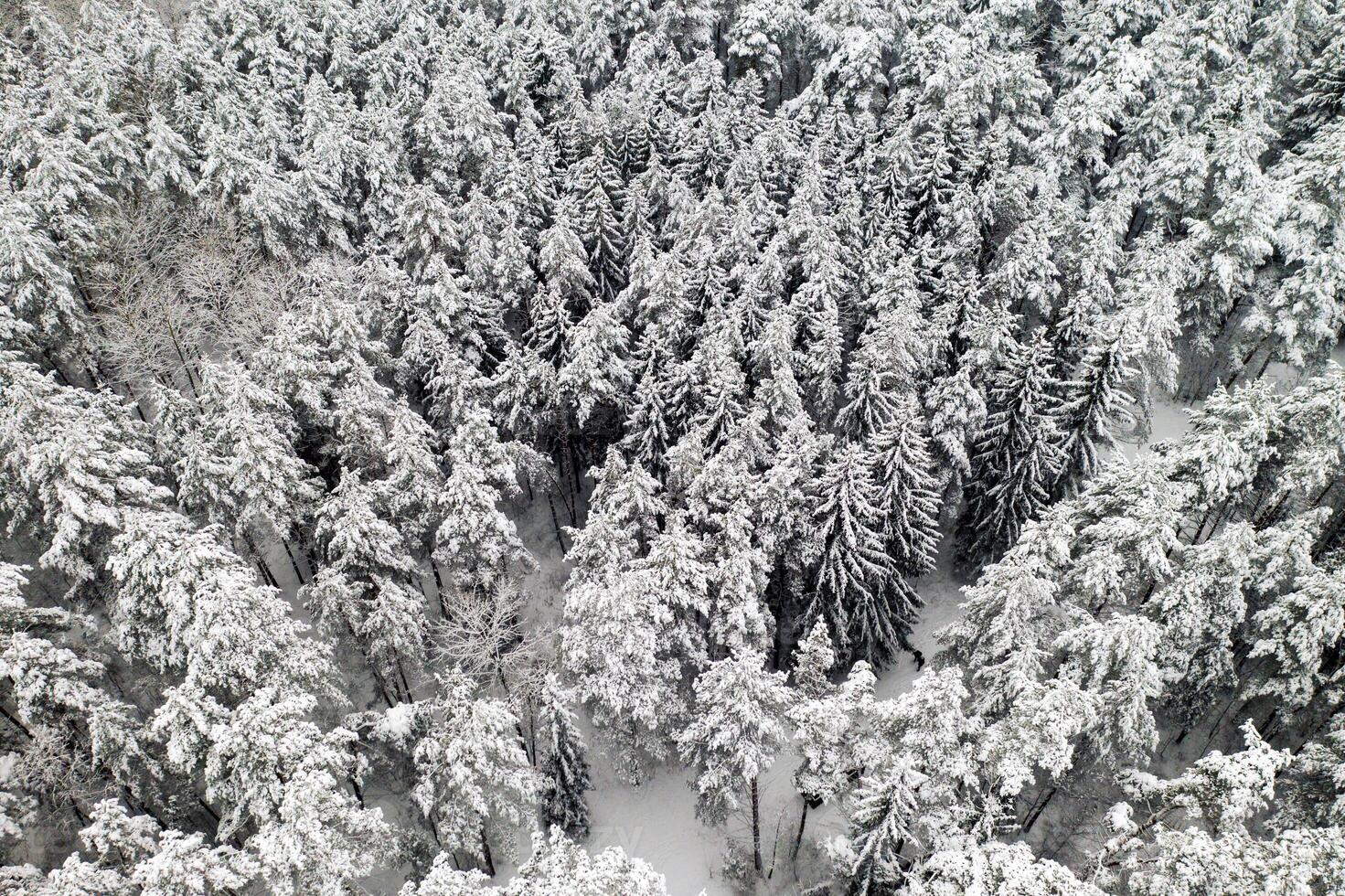 View from the height of the winter forest with snow-covered trees in winter. photo