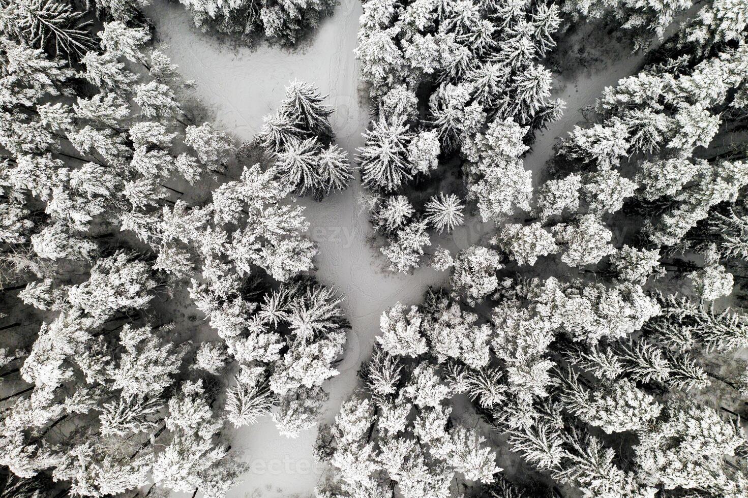 View from the height of the winter forest with snow-covered trees in winter. photo