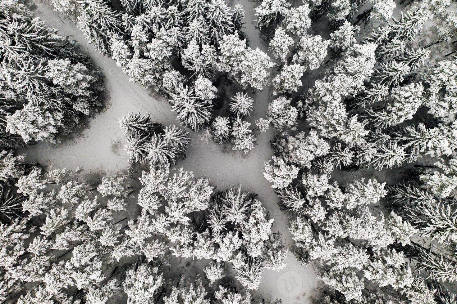 View from the height of the winter forest with snow-covered trees in winter. photo