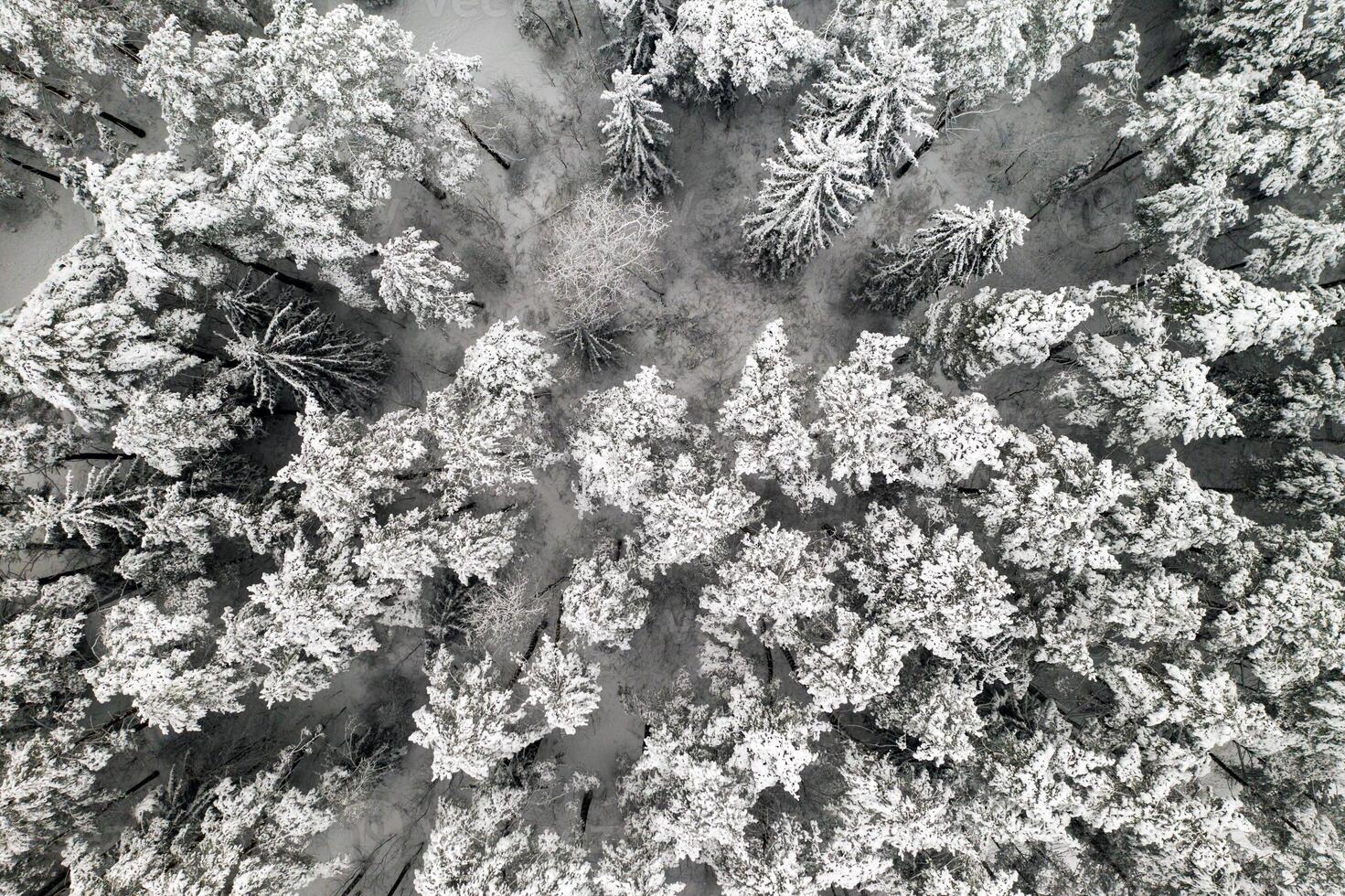 View from the height of the winter forest with snow-covered trees in winter. photo