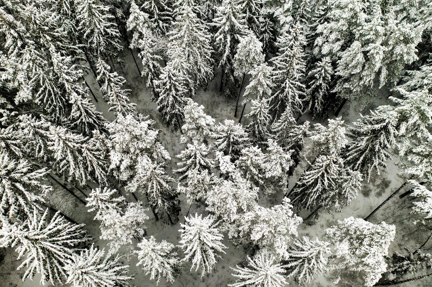 View from the height of the winter forest with snow-covered trees in winter. photo