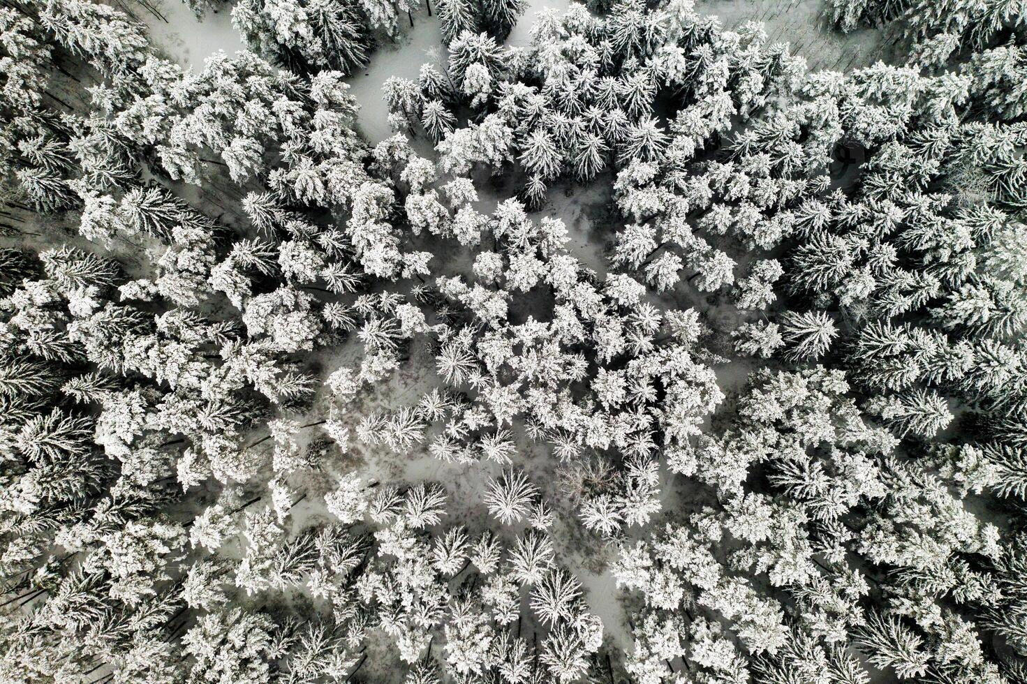 View from the height of the winter forest with snow-covered trees in winter. photo
