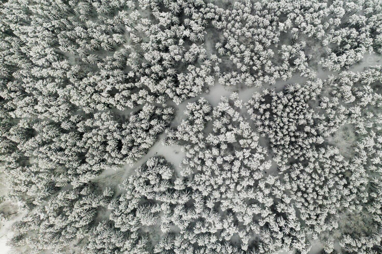 View from the height of the winter forest with snow-covered trees in winter. photo