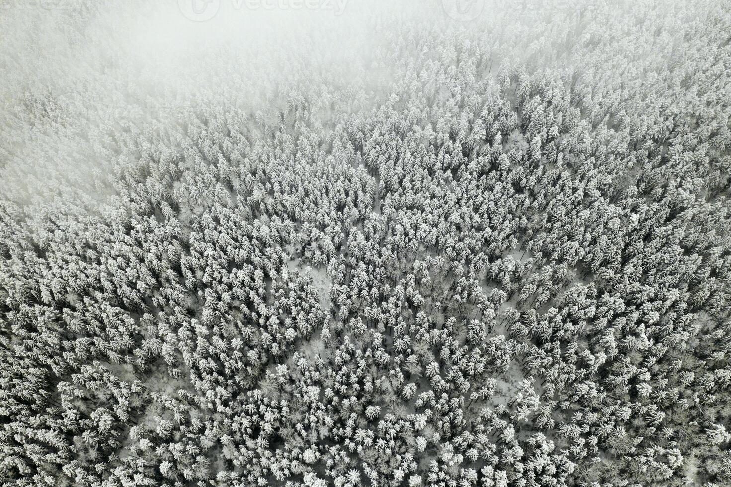 View from the height of the winter forest with snow-covered trees in winter. photo