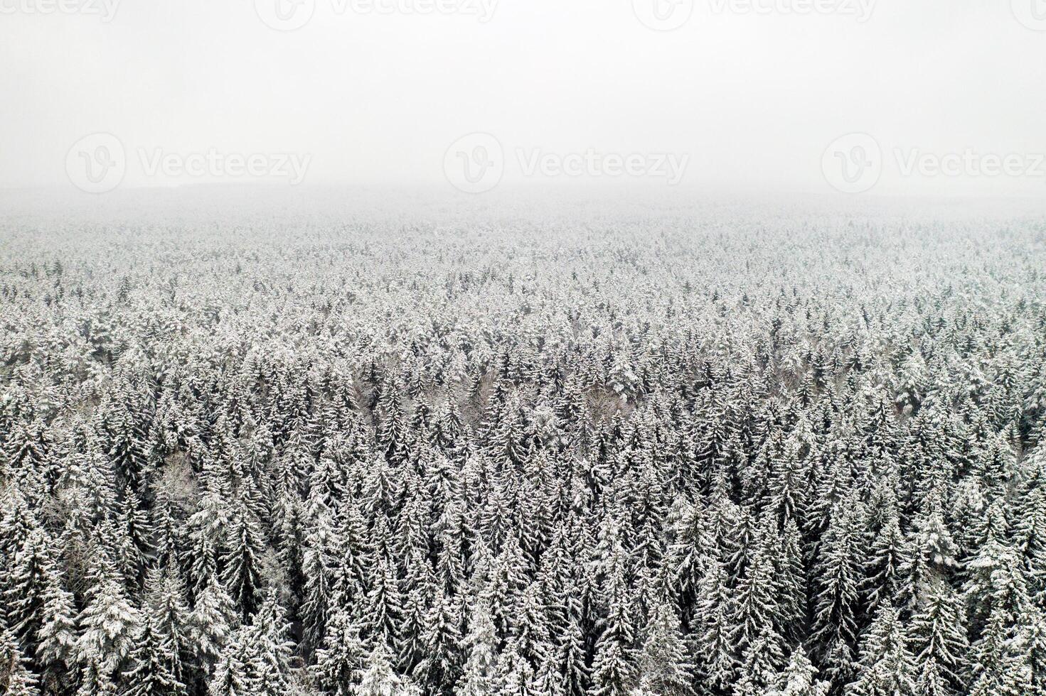 View from the height of the winter forest with snow-covered trees in winter. photo