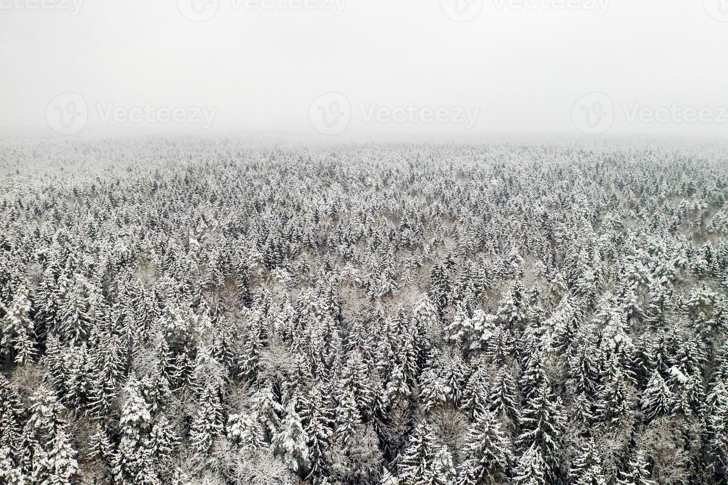 View from the height of the winter forest with snow-covered trees in winter. photo