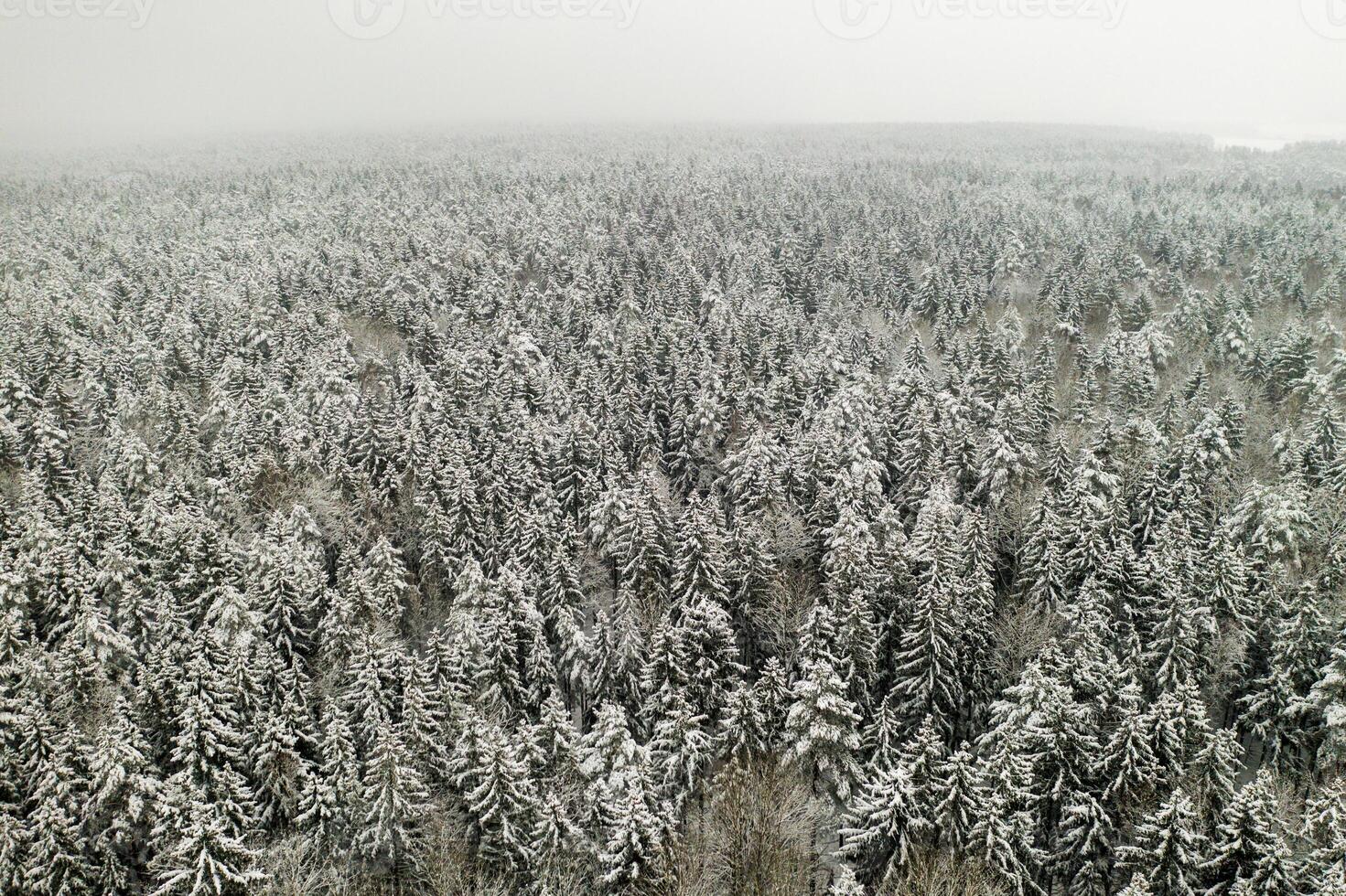 View from the height of the winter forest with snow-covered trees in winter. photo