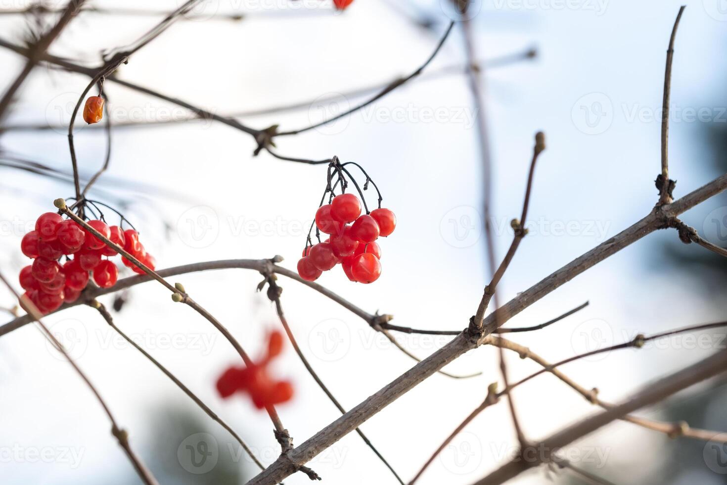 Matte red viburnum berries hang on tree branches on a frosty winter day photo