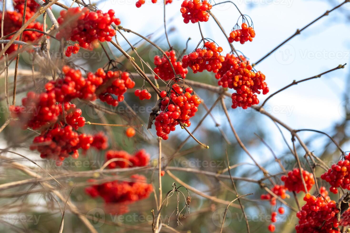 Matte red viburnum berries hang on tree branches on a frosty winter day photo