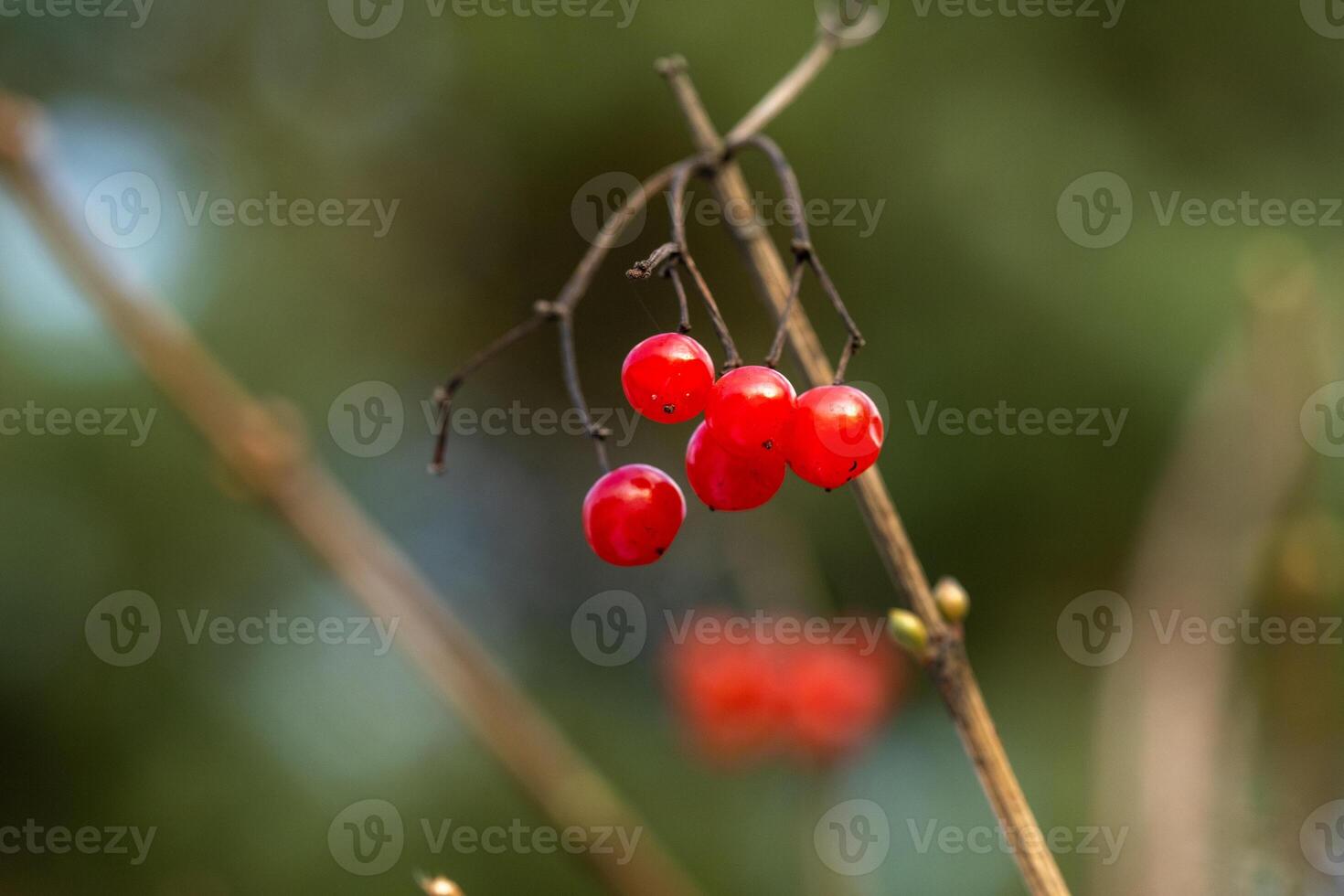 Matte red viburnum berries hang on tree branches on a frosty winter day photo