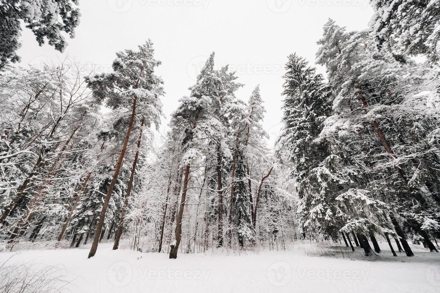winter forest with snow-covered trees in winter.Lots of Snow on the Christmas trees photo