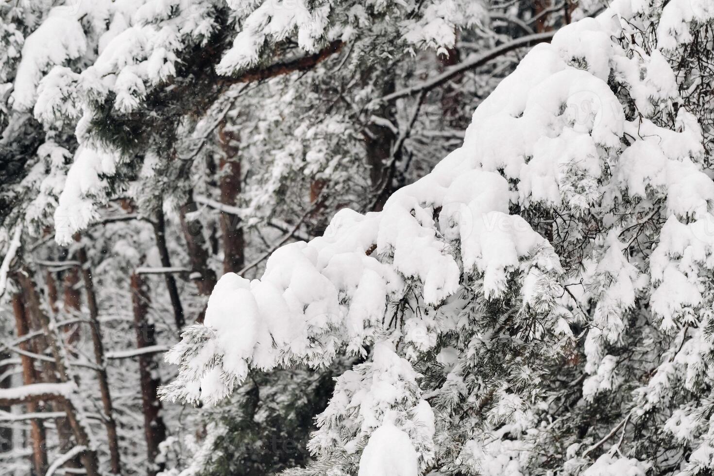 winter forest with snow-covered trees in winter.Lots of Snow on the Christmas trees photo