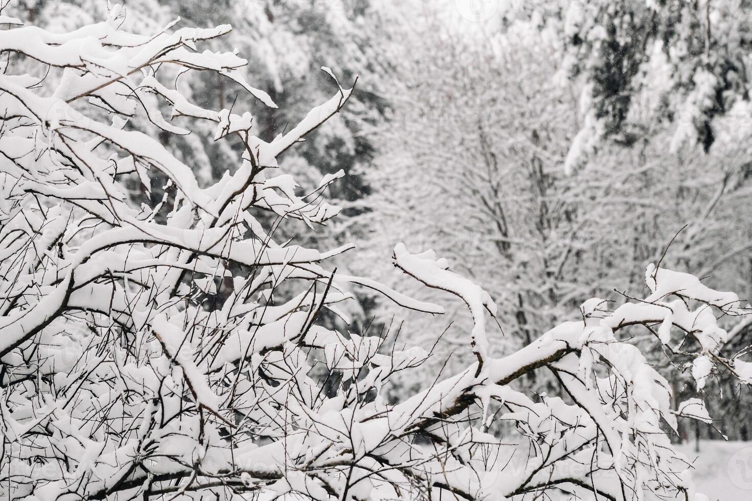 winter forest with snow-covered trees in winter.Lots of Snow on the Christmas trees photo