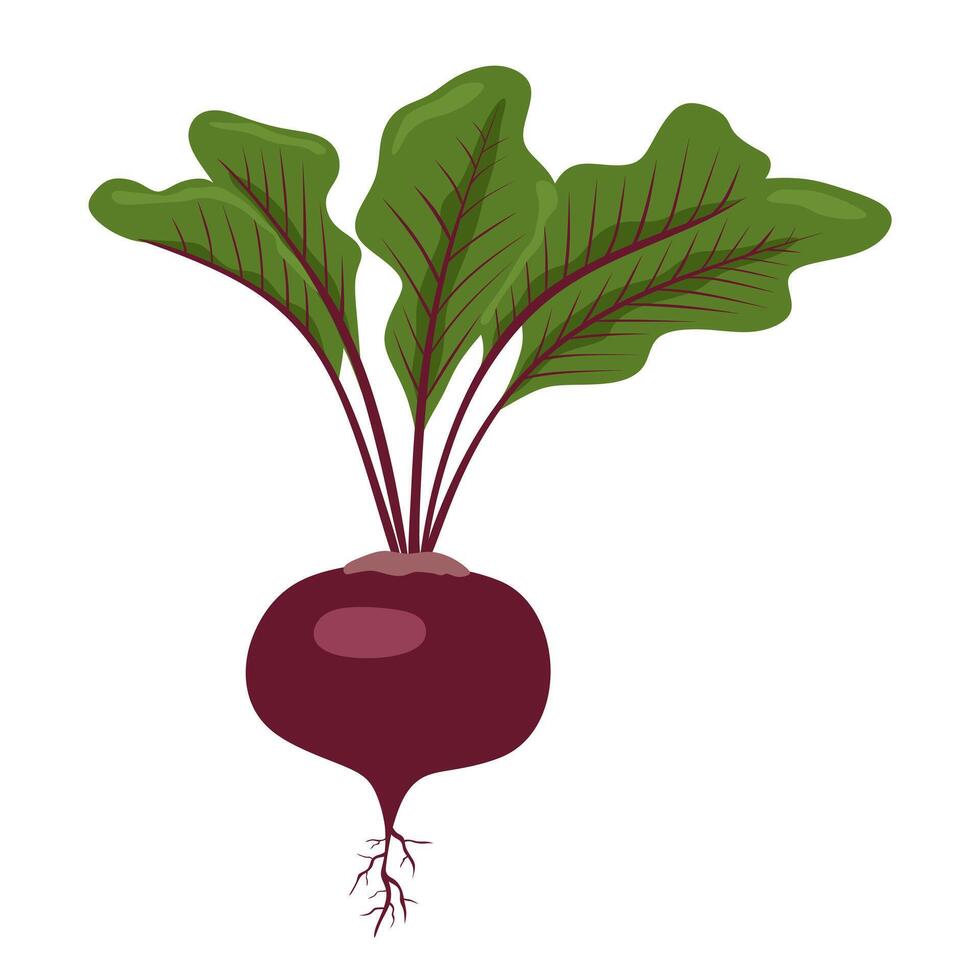 Fresh natural organic beetroot on a white background. A healthy vegetable product. Beetroot icon. Can be used as emblem, logo, web print, sticker. vector