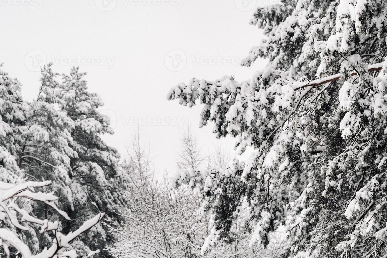 winter forest with snow-covered trees in winter.Lots of Snow on the Christmas trees photo