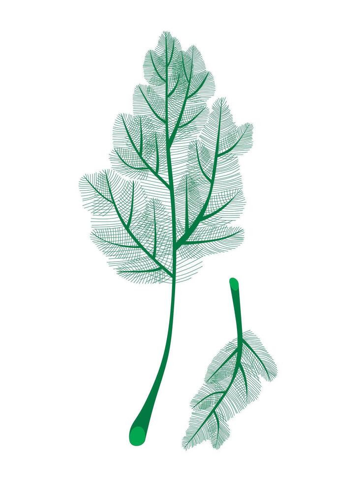 Dill isolated on white background. Fresh two bunches dill. Dill weed twig for menu, packaging, cooking book, web, label design. Spicy aromatic annual herbs are grown in the garden vector