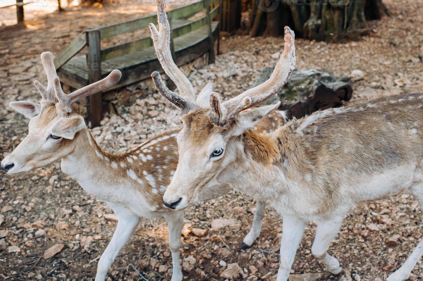 Deer in the Stone open nature reserve, zoo, Reserve on the island of Zakynthos.Greece photo