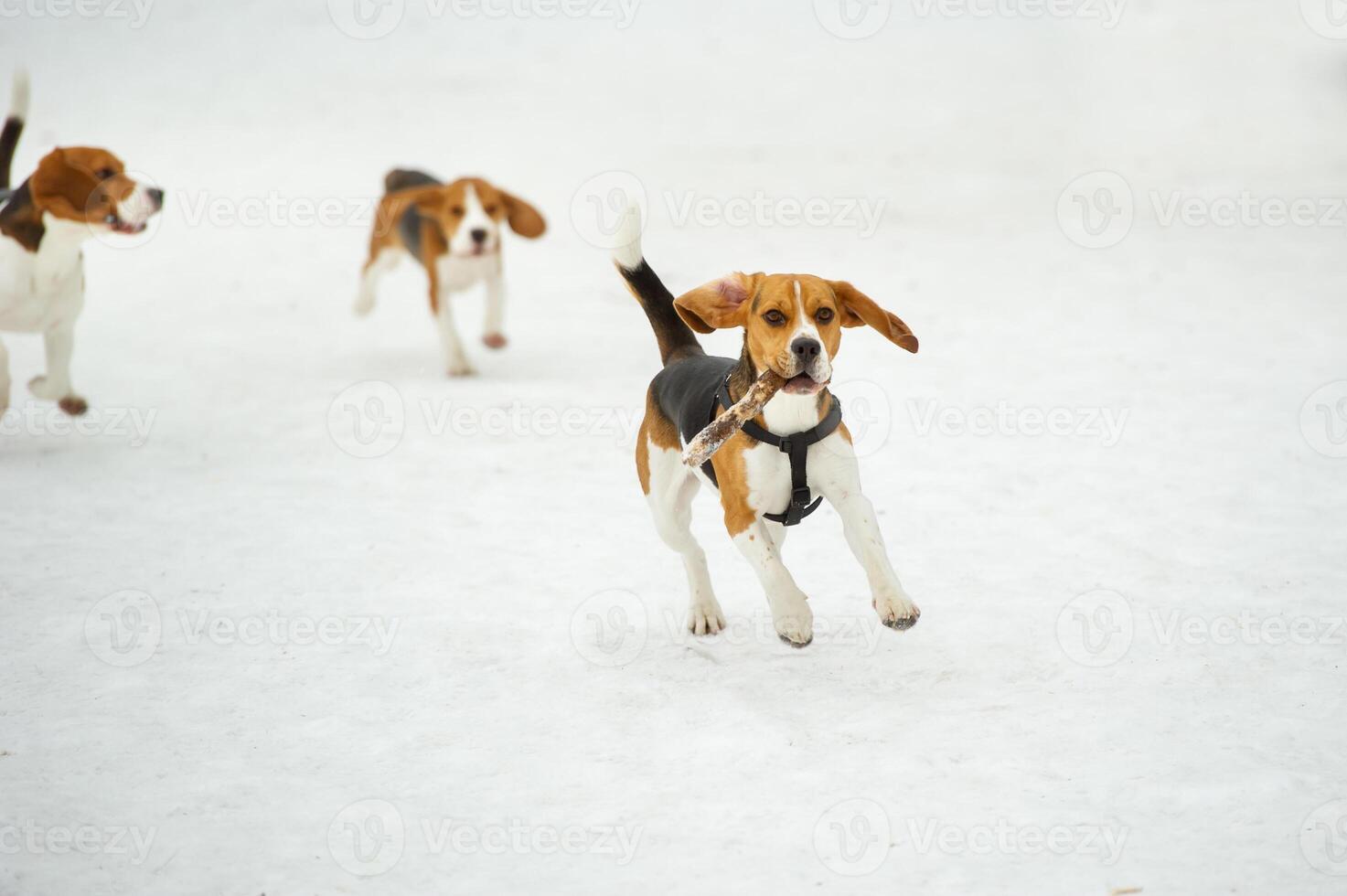 Dogs of the Beagle breed play in the snow in the winter outdoors photo